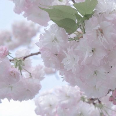 兽设简约风格设计Furry群